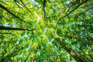 Two Eco-Poets: A Conversation About Climate